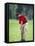 Male Golfer in Action-Chris Trotman-Framed Stretched Canvas