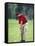 Male Golfer in Action-Chris Trotman-Framed Stretched Canvas