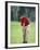 Male Golfer in Action-Chris Trotman-Framed Photographic Print