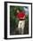 Male Golfer in Action-Chris Trotman-Framed Photographic Print