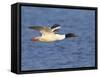 Male Goosander (Mergus Merganser) Flying over Water, Gwynedd, Wales, UK, February-Richard Steel-Framed Stretched Canvas