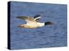 Male Goosander (Mergus Merganser) Flying over Water, Gwynedd, Wales, UK, February-Richard Steel-Stretched Canvas