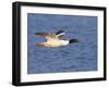 Male Goosander (Mergus Merganser) Flying over Water, Gwynedd, Wales, UK, February-Richard Steel-Framed Photographic Print