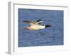 Male Goosander (Mergus Merganser) Flying over Water, Gwynedd, Wales, UK, February-Richard Steel-Framed Photographic Print