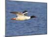 Male Goosander (Mergus Merganser) Flying over Water, Gwynedd, Wales, UK, February-Richard Steel-Mounted Photographic Print