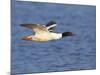 Male Goosander (Mergus Merganser) Flying over Water, Gwynedd, Wales, UK, February-Richard Steel-Mounted Photographic Print