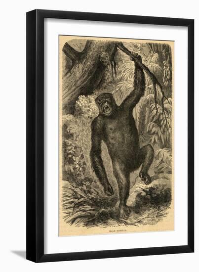 Male Gorilla-null-Framed Art Print