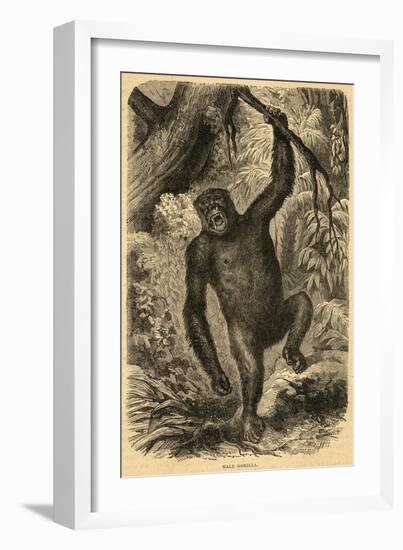 Male Gorilla-null-Framed Art Print