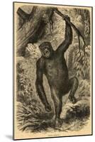 Male Gorilla-null-Mounted Art Print