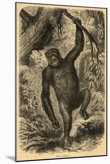 Male Gorilla-null-Mounted Art Print