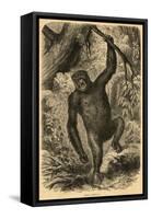 Male Gorilla-null-Framed Stretched Canvas