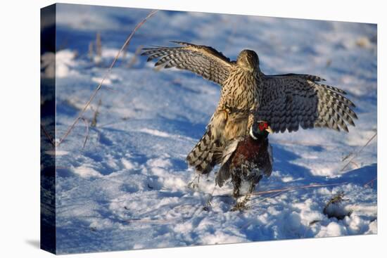 Male Goshawk Catching a Pheasant-W. Perry Conway-Stretched Canvas