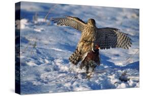 Male Goshawk Catching a Pheasant-W. Perry Conway-Stretched Canvas