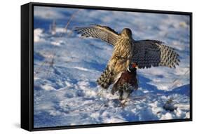 Male Goshawk Catching a Pheasant-W. Perry Conway-Framed Stretched Canvas