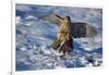 Male Goshawk Catching a Pheasant-W. Perry Conway-Framed Photographic Print