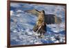 Male Goshawk Catching a Pheasant-W. Perry Conway-Framed Photographic Print