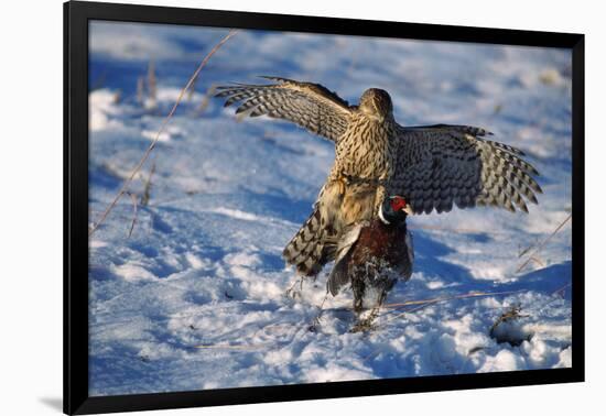 Male Goshawk Catching a Pheasant-W. Perry Conway-Framed Photographic Print