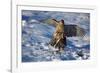 Male Goshawk Catching a Pheasant-W. Perry Conway-Framed Photographic Print