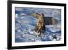 Male Goshawk Catching a Pheasant-W. Perry Conway-Framed Photographic Print