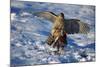 Male Goshawk Catching a Pheasant-W. Perry Conway-Mounted Photographic Print