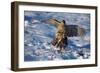 Male Goshawk Catching a Pheasant-W. Perry Conway-Framed Photographic Print