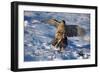 Male Goshawk Catching a Pheasant-W. Perry Conway-Framed Photographic Print