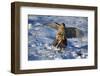 Male Goshawk Catching a Pheasant-W. Perry Conway-Framed Photographic Print