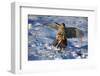 Male Goshawk Catching a Pheasant-W. Perry Conway-Framed Photographic Print