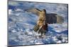 Male Goshawk Catching a Pheasant-W. Perry Conway-Mounted Photographic Print