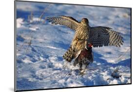 Male Goshawk Catching a Pheasant-W. Perry Conway-Mounted Photographic Print