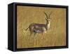 Male Grant's Gazelle (Gazella Granti), Masai Mara National Reserve, Kenya, East Africa, Africa-James Hager-Framed Stretched Canvas