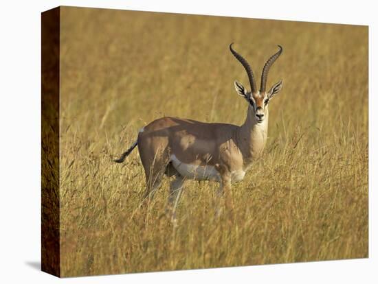 Male Grant's Gazelle (Gazella Granti), Masai Mara National Reserve, Kenya, East Africa, Africa-James Hager-Stretched Canvas