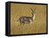 Male Grant's Gazelle (Gazella Granti), Masai Mara National Reserve, Kenya, East Africa, Africa-James Hager-Framed Stretched Canvas