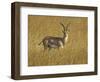 Male Grant's Gazelle (Gazella Granti), Masai Mara National Reserve, Kenya, East Africa, Africa-James Hager-Framed Photographic Print