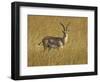 Male Grant's Gazelle (Gazella Granti), Masai Mara National Reserve, Kenya, East Africa, Africa-James Hager-Framed Photographic Print