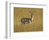 Male Grant's Gazelle (Gazella Granti), Masai Mara National Reserve, Kenya, East Africa, Africa-James Hager-Framed Photographic Print