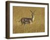 Male Grant's Gazelle (Gazella Granti), Masai Mara National Reserve, Kenya, East Africa, Africa-James Hager-Framed Photographic Print