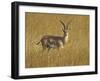 Male Grant's Gazelle (Gazella Granti), Masai Mara National Reserve, Kenya, East Africa, Africa-James Hager-Framed Photographic Print