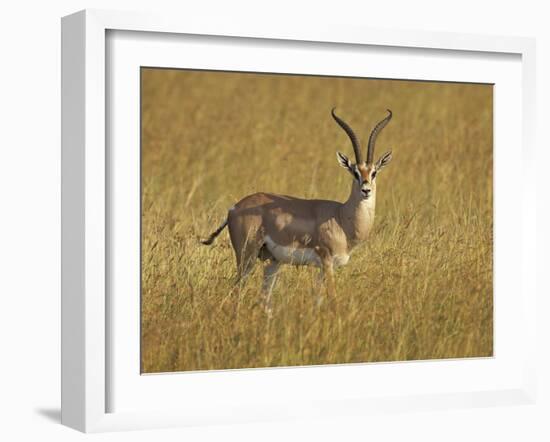 Male Grant's Gazelle (Gazella Granti), Masai Mara National Reserve, Kenya, East Africa, Africa-James Hager-Framed Photographic Print