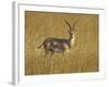 Male Grant's Gazelle (Gazella Granti), Masai Mara National Reserve, Kenya, East Africa, Africa-James Hager-Framed Photographic Print