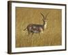 Male Grant's Gazelle (Gazella Granti), Masai Mara National Reserve, Kenya, East Africa, Africa-James Hager-Framed Photographic Print