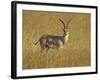 Male Grant's Gazelle (Gazella Granti), Masai Mara National Reserve, Kenya, East Africa, Africa-James Hager-Framed Photographic Print