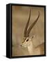 Male Grant's Gazelle, Samburu National Reserve, Kenya, East Africa, Africa-James Hager-Framed Stretched Canvas