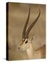 Male Grant's Gazelle, Samburu National Reserve, Kenya, East Africa, Africa-James Hager-Stretched Canvas