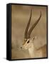 Male Grant's Gazelle, Samburu National Reserve, Kenya, East Africa, Africa-James Hager-Framed Stretched Canvas