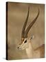 Male Grant's Gazelle, Samburu National Reserve, Kenya, East Africa, Africa-James Hager-Stretched Canvas
