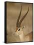 Male Grant's Gazelle, Samburu National Reserve, Kenya, East Africa, Africa-James Hager-Framed Stretched Canvas