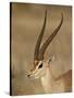 Male Grant's Gazelle, Samburu National Reserve, Kenya, East Africa, Africa-James Hager-Stretched Canvas