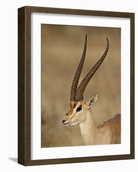 Male Grant's Gazelle, Samburu National Reserve, Kenya, East Africa, Africa-James Hager-Framed Photographic Print