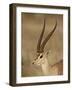 Male Grant's Gazelle, Samburu National Reserve, Kenya, East Africa, Africa-James Hager-Framed Photographic Print